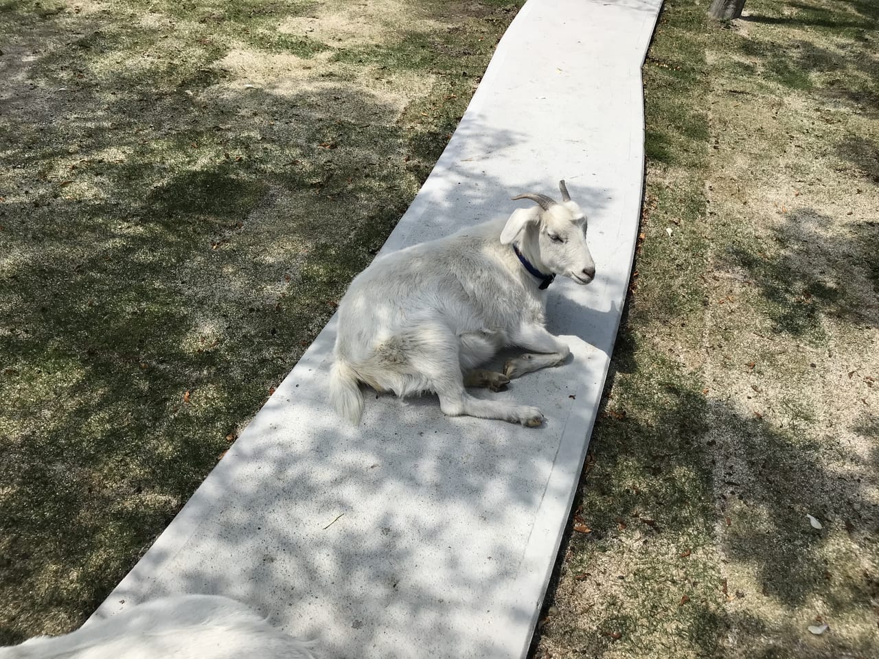 こちらの看板ヤギ