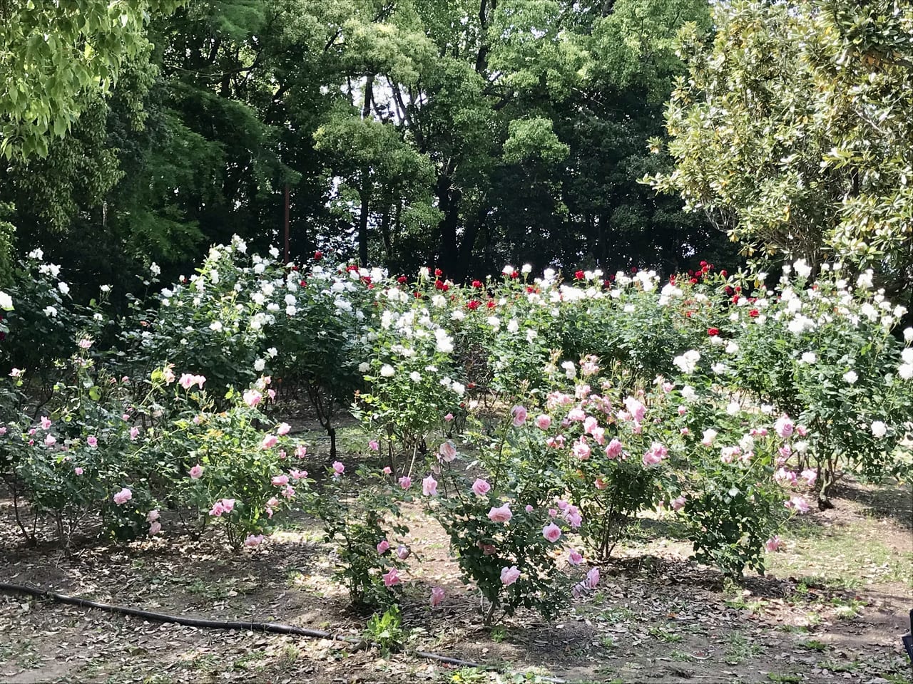 稲沢公園バラ２